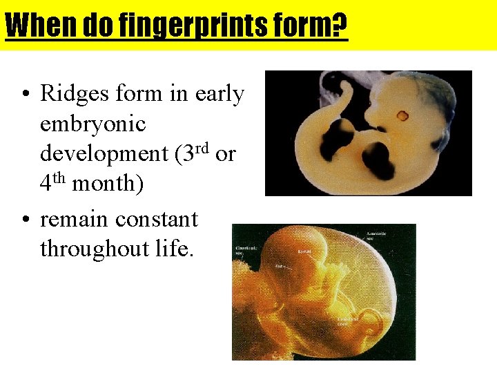 When do fingerprints form? • Ridges form in early embryonic development (3 rd or