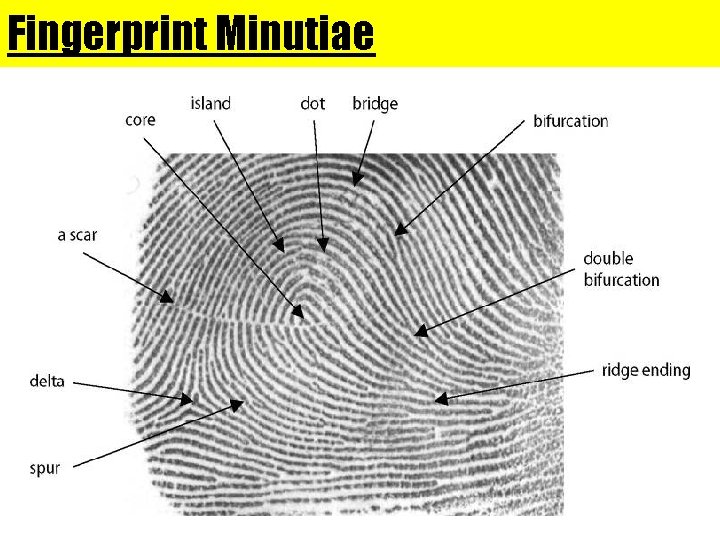 Fingerprint Minutiae 