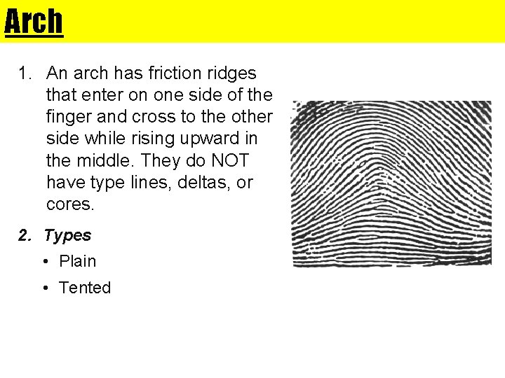 Arch 1. An arch has friction ridges that enter on one side of the