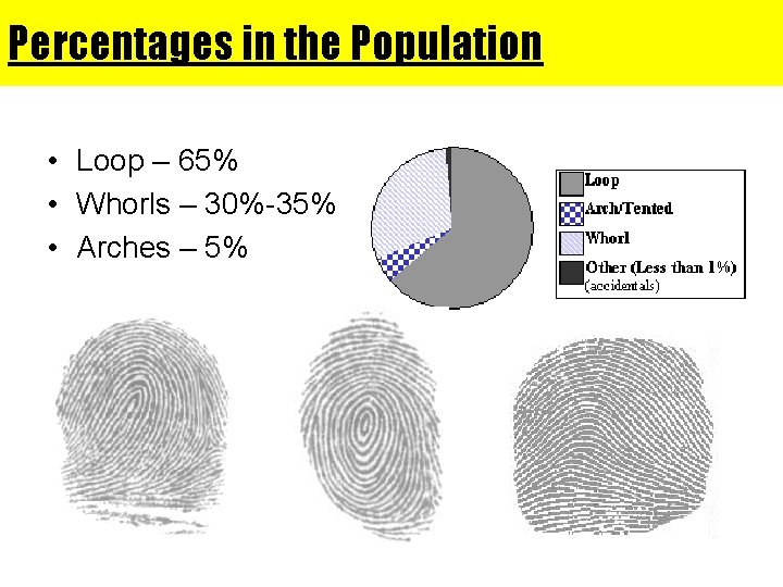 Percentages in the Population • Loop – 65% • Whorls – 30%-35% • Arches