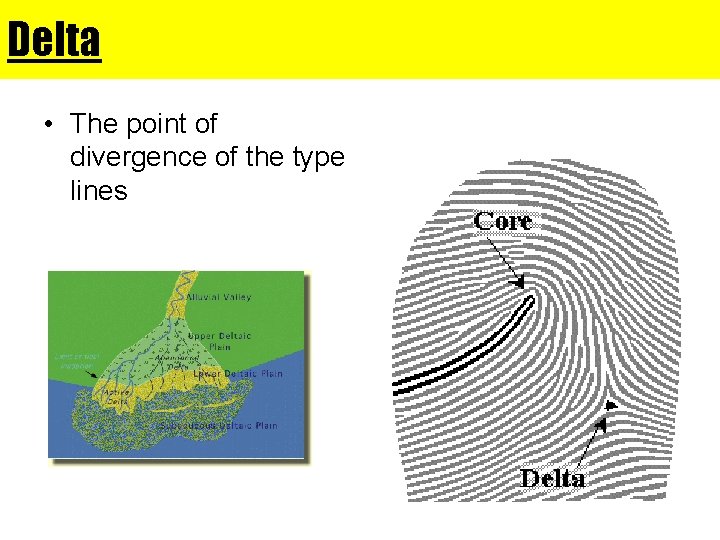 Delta • The point of divergence of the type lines 