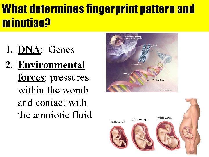 What determines fingerprint pattern and minutiae? 1. DNA: Genes 2. Environmental forces: pressures within