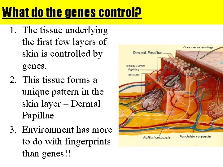 What do the genes control? 1. The tissue underlying the first few layers of