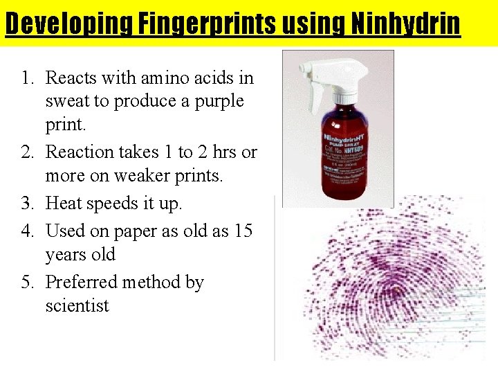 Developing Fingerprints using Ninhydrin 1. Reacts with amino acids in sweat to produce a