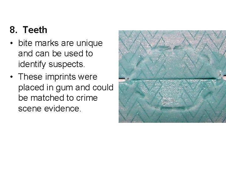 8. Teeth • bite marks are unique and can be used to identify suspects.