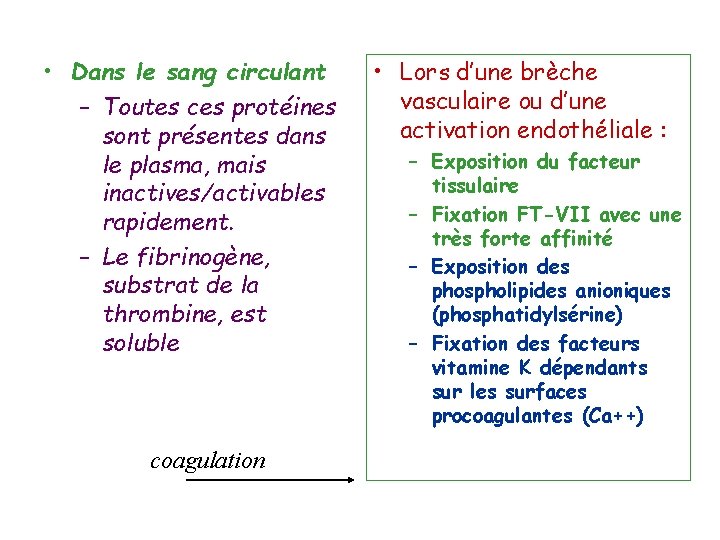  • Dans le sang circulant – Toutes ces protéines sont présentes dans le