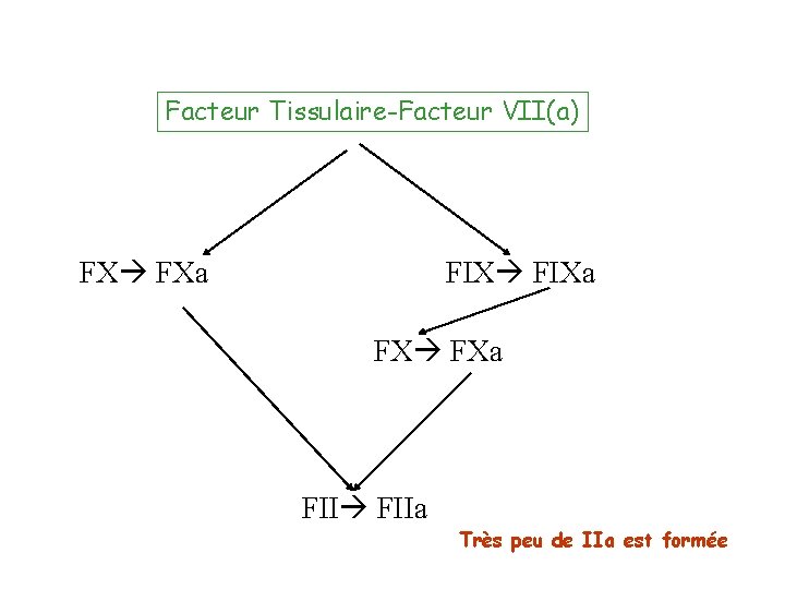 Facteur Tissulaire-Facteur VII(a) FX FXa FIXa FX FXa FIIa Très peu de IIa est