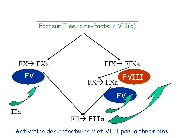 Facteur Tissulaire-Facteur VII(a) FX FXa FV FIXa FX FXa FVIII FV IIa FIIa Activation