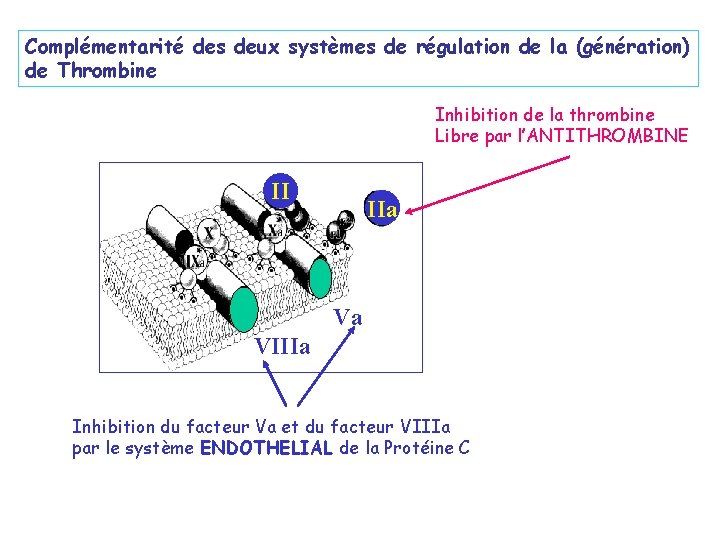 Complémentarité des deux systèmes de régulation de la (génération) de Thrombine Inhibition de la