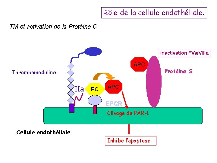 Rôle de la cellule endothéliale. TM et activation de la Protéine C Inactivation FVa/VIIIa