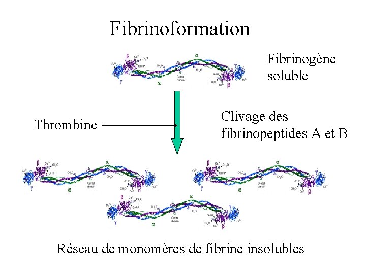 Fibrinoformation Fibrinogène soluble Thrombine Clivage des fibrinopeptides A et B Réseau de monomères de