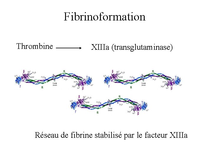 Fibrinoformation Thrombine XIIIa (transglutaminase) Réseau de fibrine stabilisé par le facteur XIIIa 