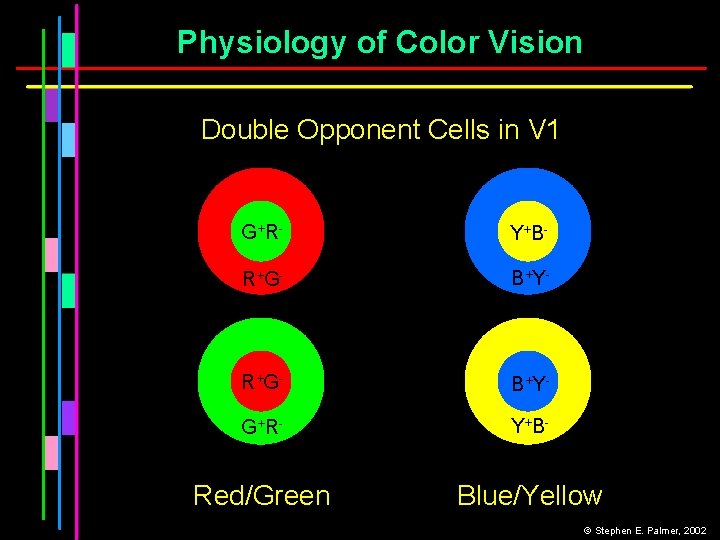 Physiology of Color Vision Double Opponent Cells in V 1 G + R- Y+