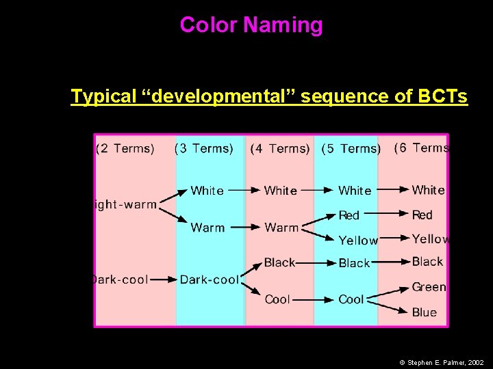Color Naming Typical “developmental” sequence of BCTs © Stephen E. Palmer, 2002 