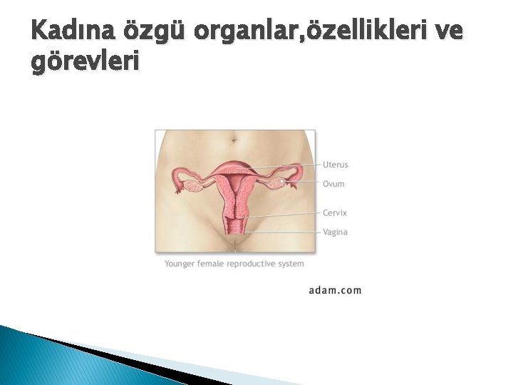 Kadına özgü organlar, özellikleri ve görevleri 