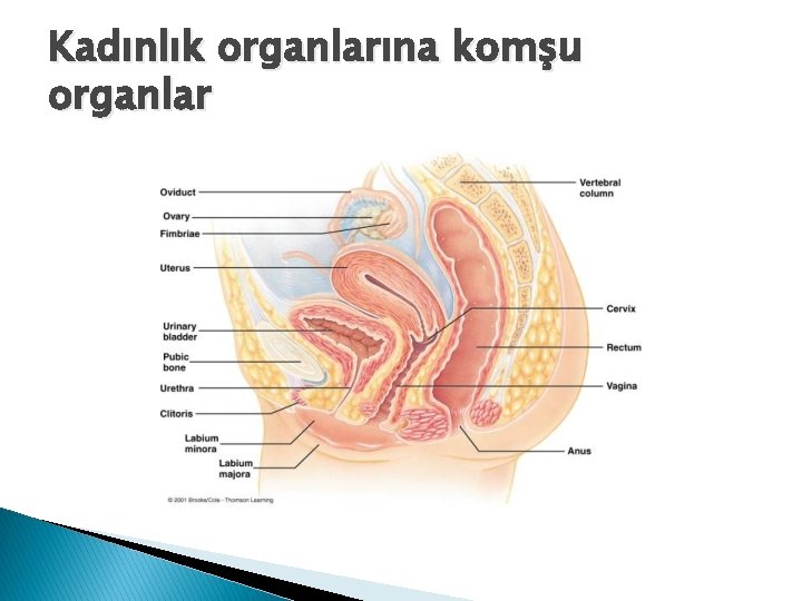 Kadınlık organlarına komşu organlar 