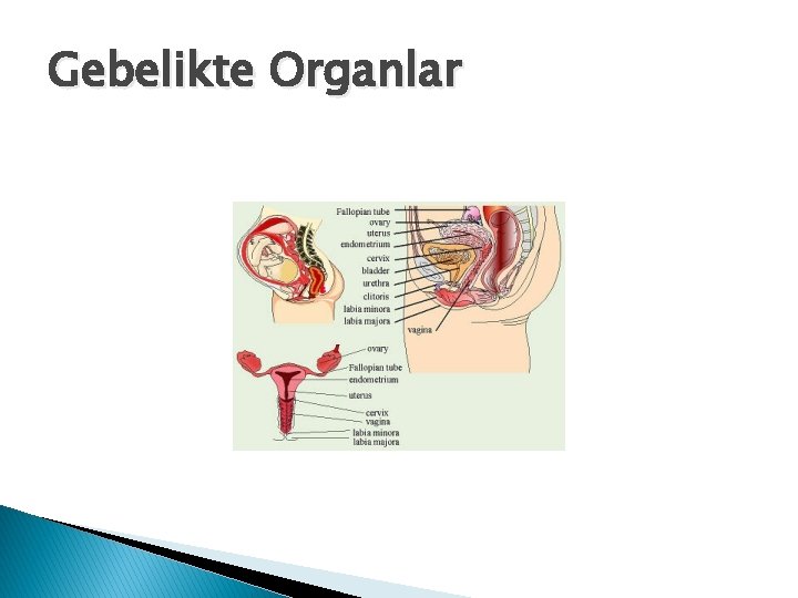 Gebelikte Organlar 