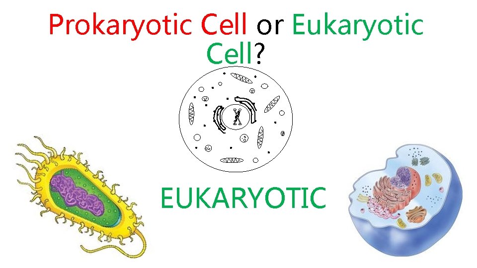 Prokaryotic Cell or Eukaryotic Cell? EUKARYOTIC 