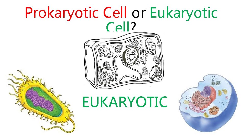 Prokaryotic Cell or Eukaryotic Cell? EUKARYOTIC 