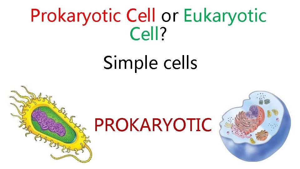 Prokaryotic Cell or Eukaryotic Cell? Simple cells PROKARYOTIC 