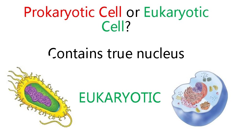 Prokaryotic Cell or Eukaryotic Cell? Contains true nucleus EUKARYOTIC 