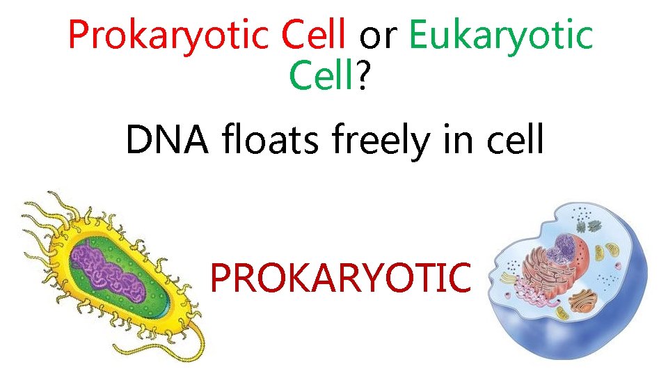 Prokaryotic Cell or Eukaryotic Cell? DNA floats freely in cell PROKARYOTIC 