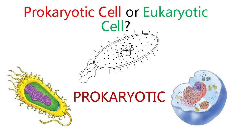 Prokaryotic Cell or Eukaryotic Cell? PROKARYOTIC 