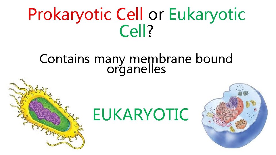 Prokaryotic Cell or Eukaryotic Cell? Contains many membrane bound organelles EUKARYOTIC 