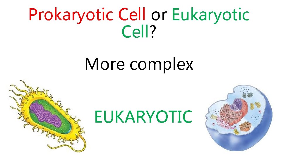 Prokaryotic Cell or Eukaryotic Cell? More complex EUKARYOTIC 