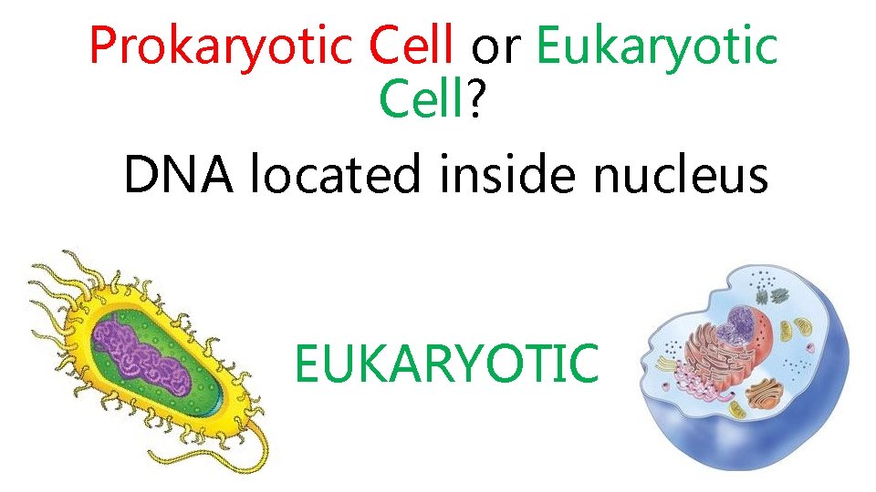 Prokaryotic Cell or Eukaryotic Cell? DNA located inside nucleus EUKARYOTIC 
