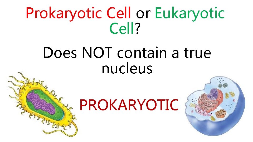 Prokaryotic Cell or Eukaryotic Cell? Does NOT contain a true nucleus PROKARYOTIC 