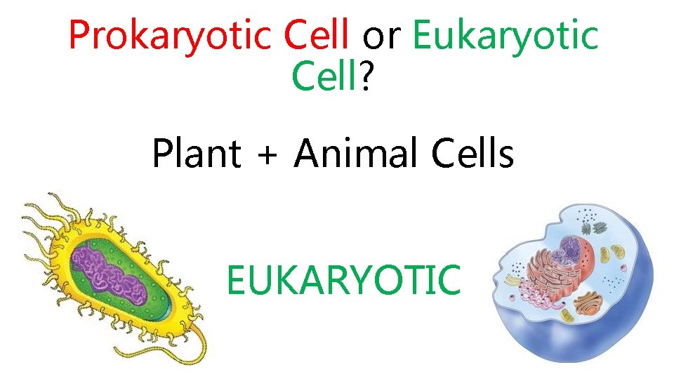 Prokaryotic Cell or Eukaryotic Cell? Plant + Animal Cells EUKARYOTIC 