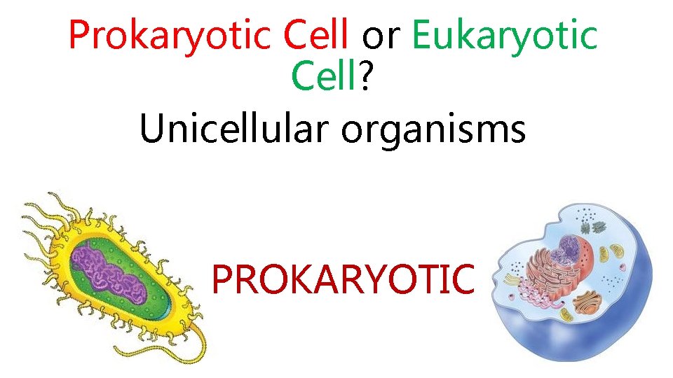 Prokaryotic Cell or Eukaryotic Cell? Unicellular organisms PROKARYOTIC 