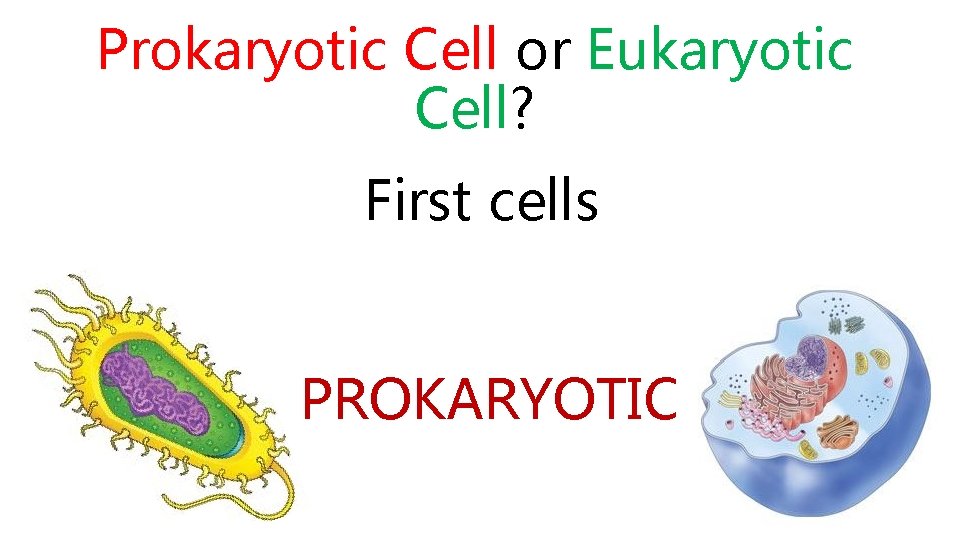 Prokaryotic Cell or Eukaryotic Cell? First cells PROKARYOTIC 