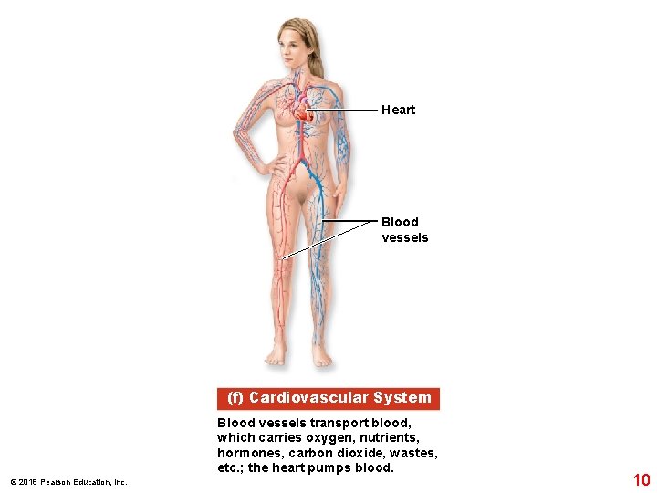 Heart Blood vessels (f) Cardiovascular System Blood vessels transport blood, which carries oxygen, nutrients,