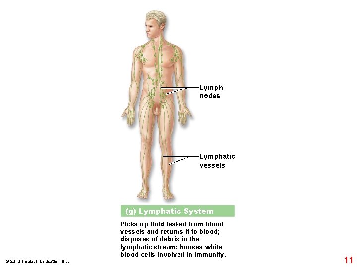 Lymph nodes Lymphatic vessels (g) Lymphatic System Picks up fluid leaked from blood vessels