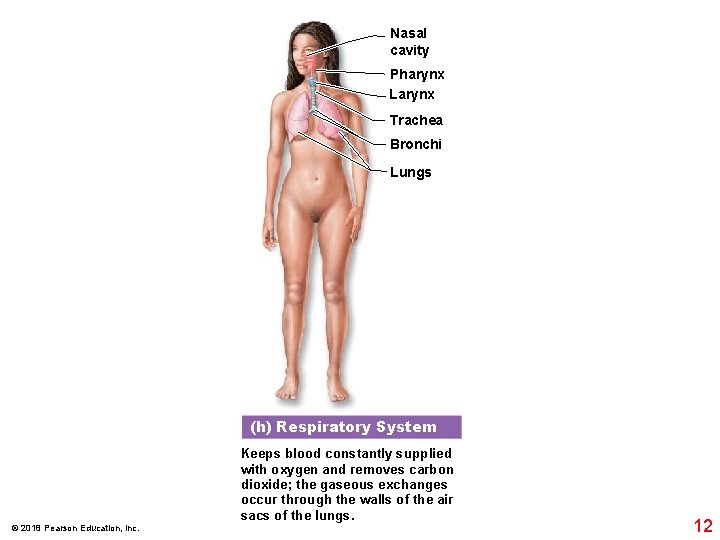 Nasal cavity Pharynx Larynx Trachea Bronchi Lungs (h) Respiratory System Keeps blood constantly supplied