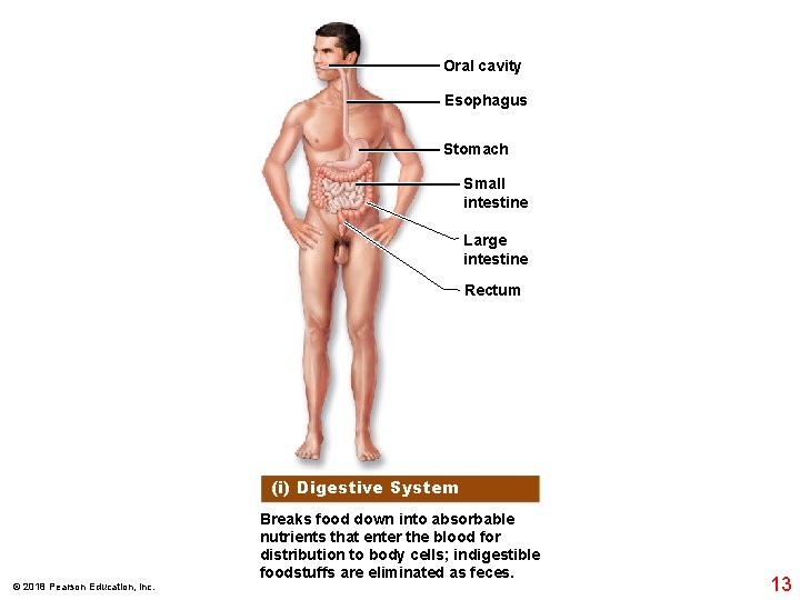 Oral cavity Esophagus Stomach Small intestine Large intestine Rectum (i) Digestive System Breaks food