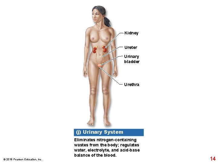 Kidney Ureter Urinary bladder Urethra (j) Urinary System Eliminates nitrogen-containing wastes from the body;