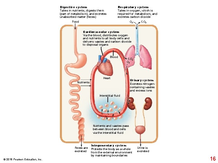 Digestive system Takes in nutrients, digests them (part of metabolism), and excretes unabsorbed matter