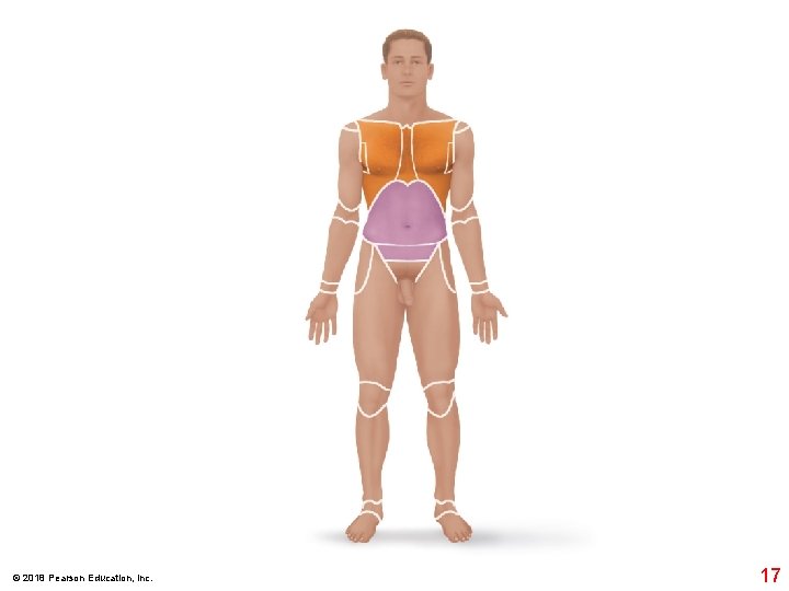 © 2018 Pearson Education, Inc. 17 