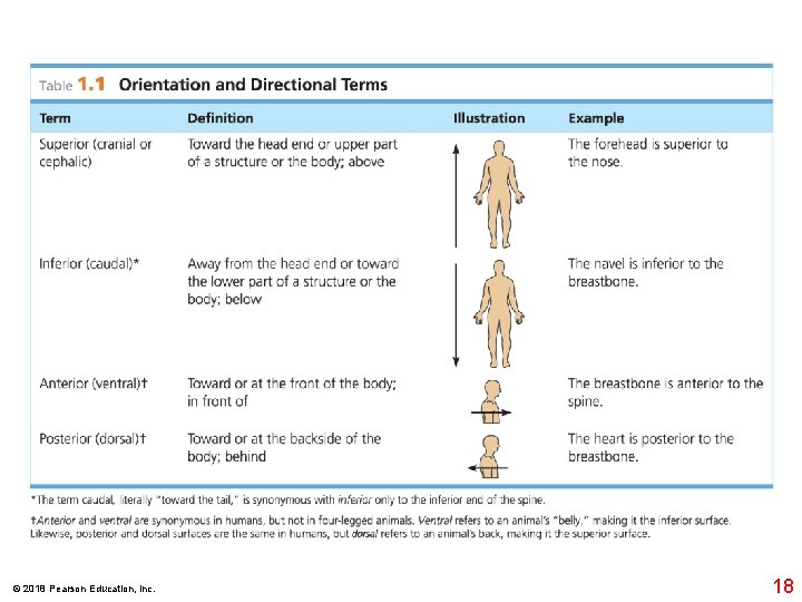 © 2018 Pearson Education, Inc. 18 