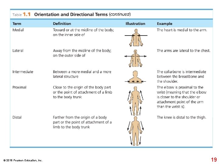 © 2018 Pearson Education, Inc. 19 