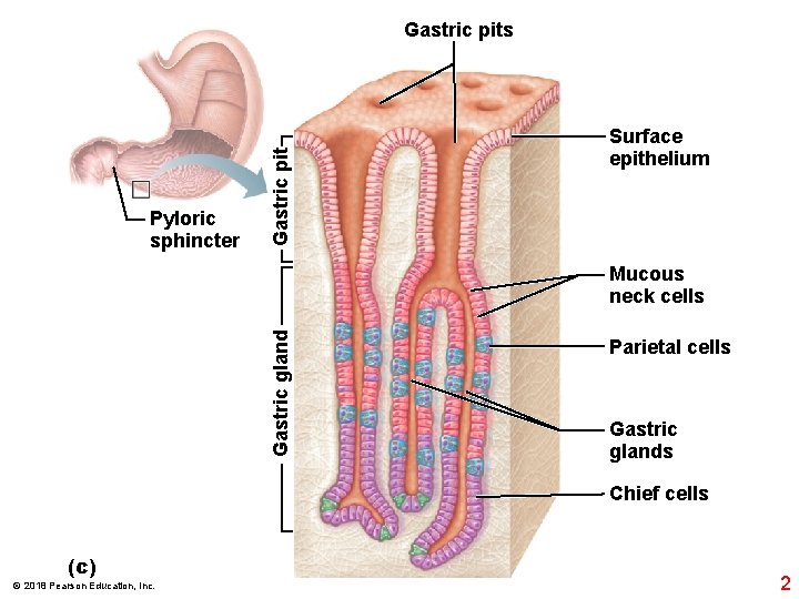 Pyloric sphincter Gastric pits Surface epithelium Gastric gland Mucous neck cells Parietal cells Gastric