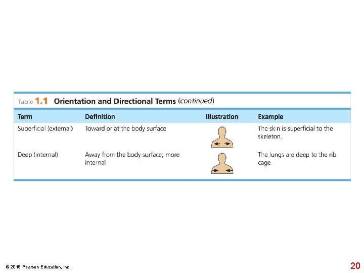 © 2018 Pearson Education, Inc. 20 