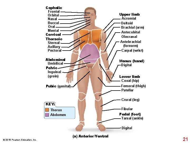 Cephalic Frontal Orbital Nasal Buccal Oral Mental Cervical Thoracic Sternal Axillary Pectoral Upper limb