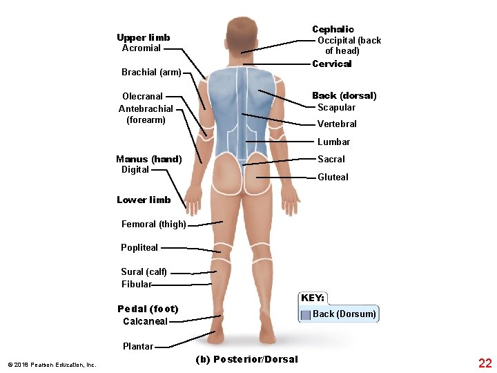 Cephalic Occipital (back of head) Cervical Upper limb Acromial Brachial (arm) Back (dorsal) Scapular