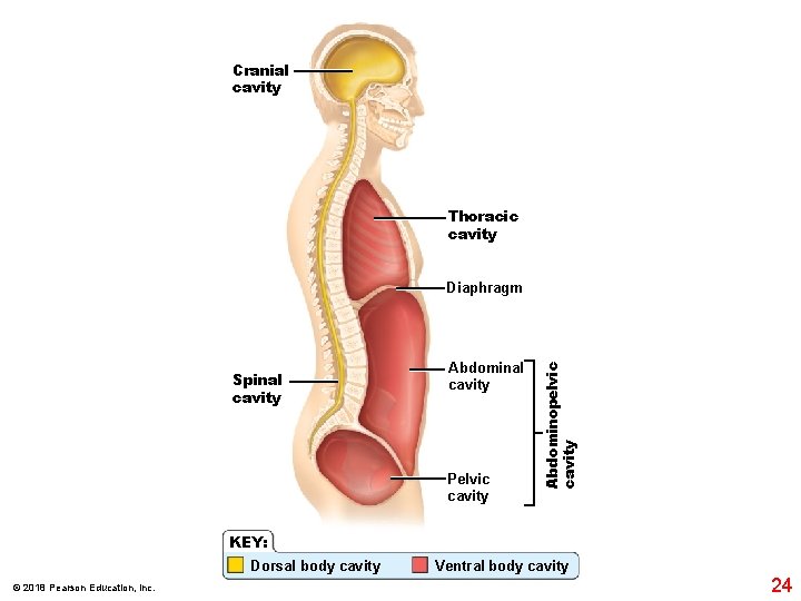 Cranial cavity Thoracic cavity Spinal cavity Abdominal cavity Pelvic cavity Abdominopelvic cavity Diaphragm KEY: