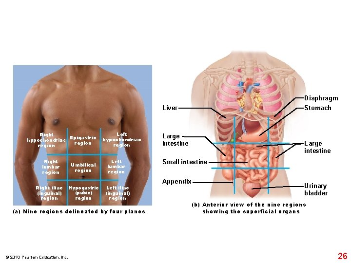 Diaphragm Liver Right hypochondriac Epigastric region Right lumbar region Right iliac (inguinal) region Left
