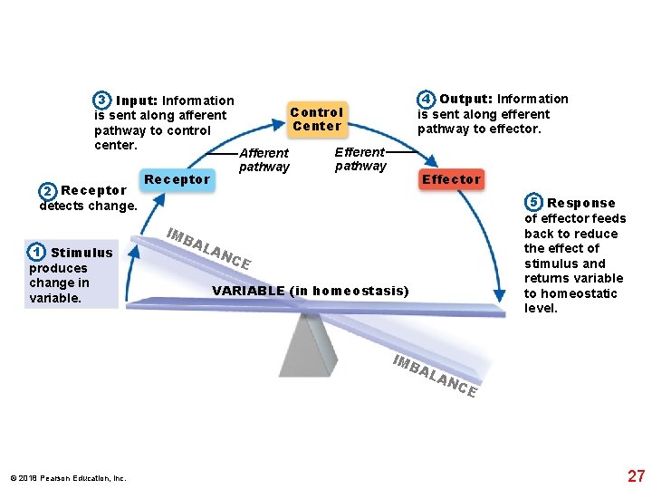 3 Input: Information is sent along afferent pathway to control center. 2 Receptor detects